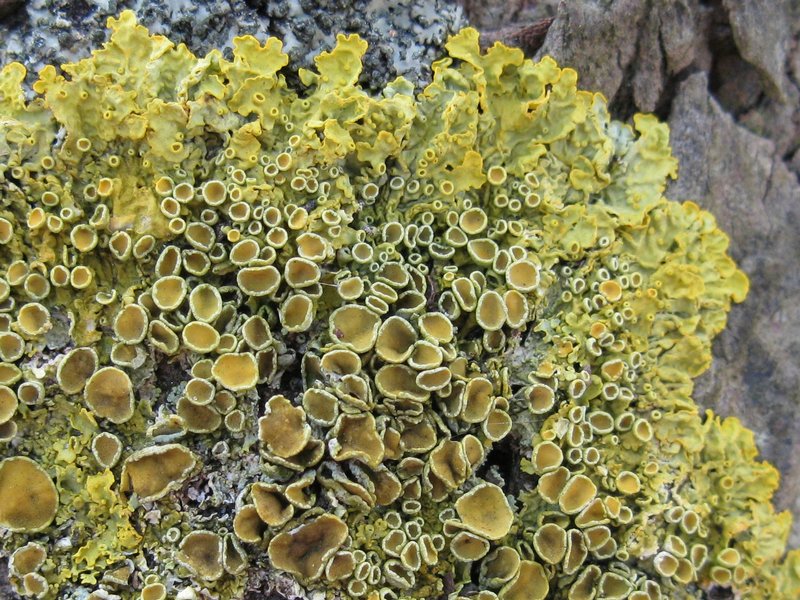 Xanthoria parietina