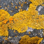 Xanthoria parietina