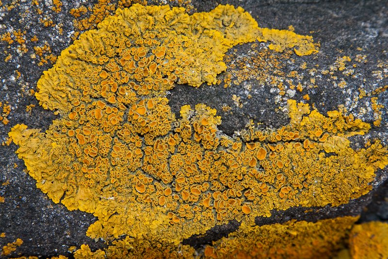 Xanthoria parietina