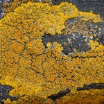 Xanthoria parietina