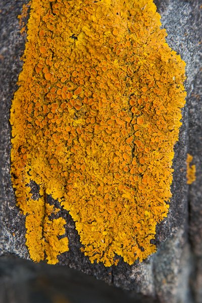 Xanthoria parietina