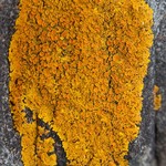 Xanthoria parietina