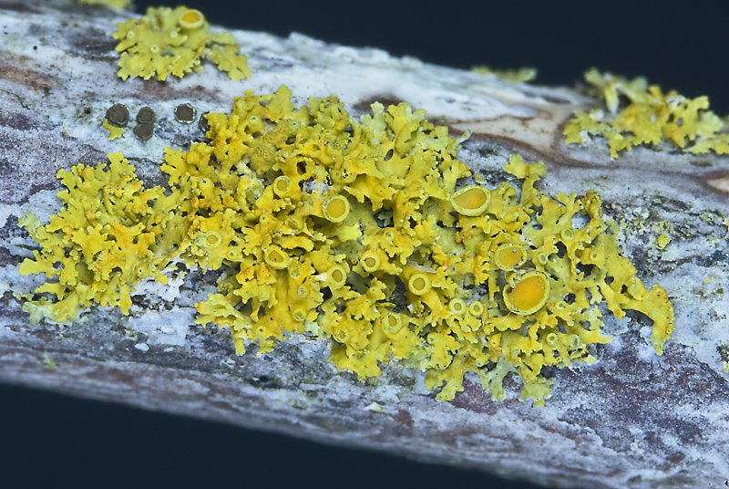 Xanthoria polycarpa