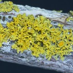 Xanthoria polycarpa