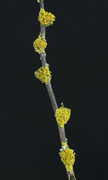 Xanthoria polycarpa