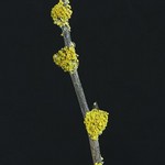 Xanthoria polycarpa