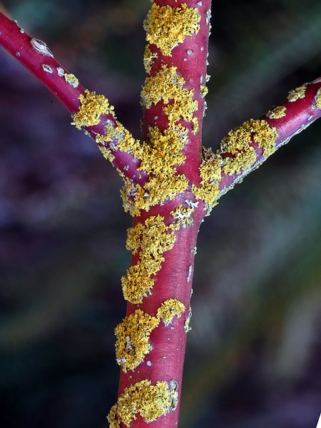 Xanthoria polycarpa