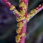 Xanthoria polycarpa