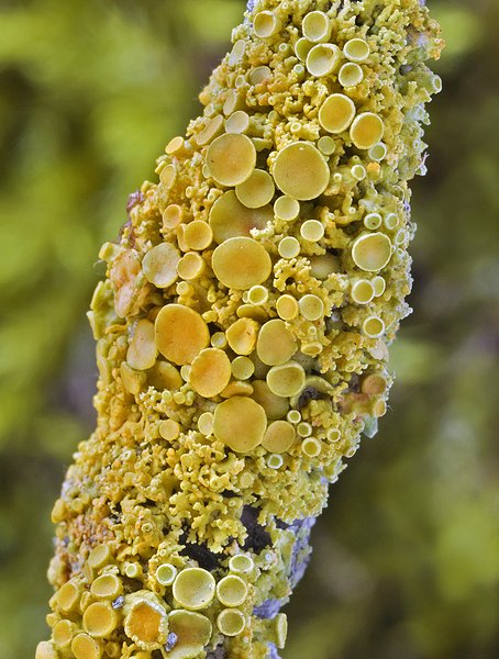Xanthoria polycarpa