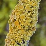 Xanthoria polycarpa