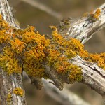Xanthoria polycarpa
