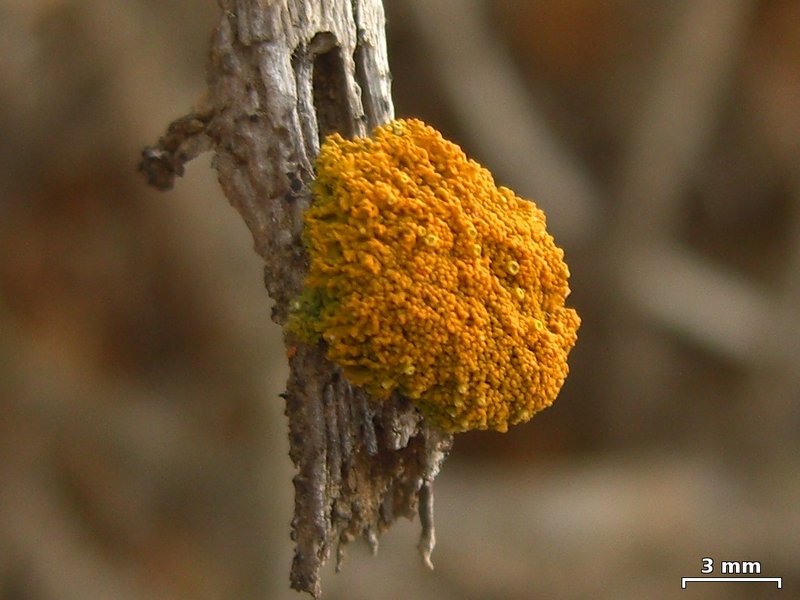 Xanthoria polycarpa