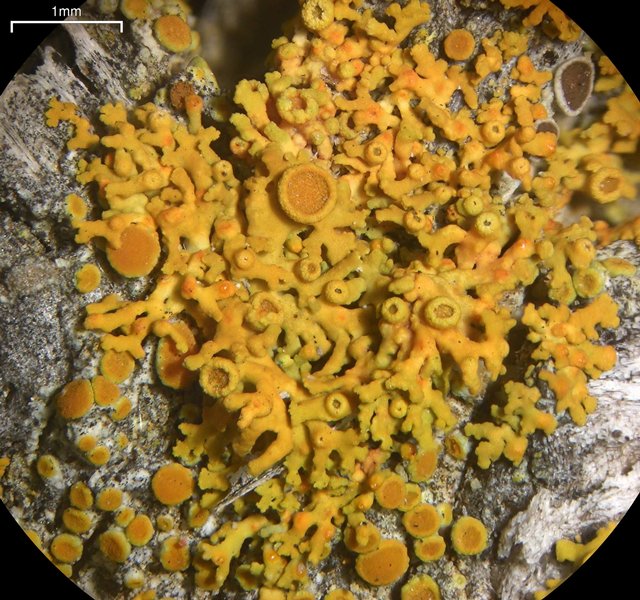 Xanthoria polycarpa