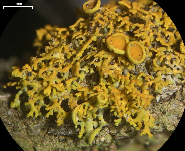 Xanthoria polycarpa