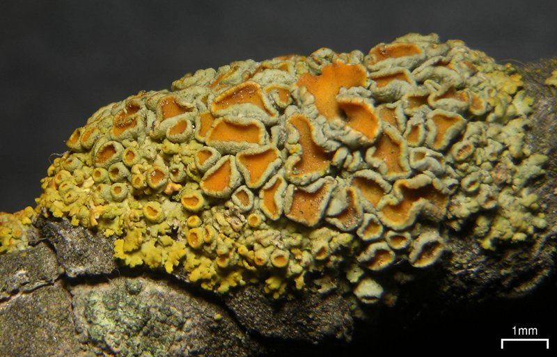 Xanthoria polycarpa
