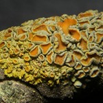 Xanthoria polycarpa