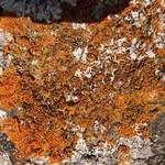 Xanthoria resendei