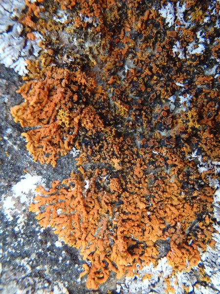 Xanthoria resendei