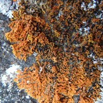 Xanthoria resendei