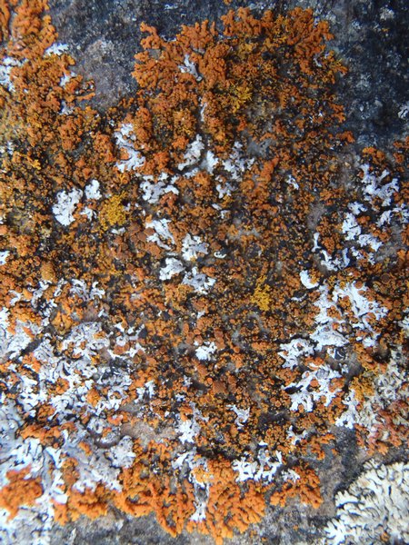 Xanthoria resendei