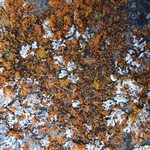 Xanthoria resendei