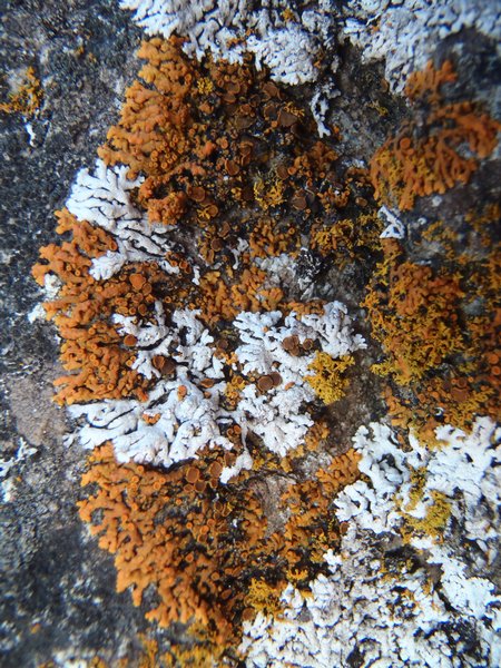 Xanthoria resendei