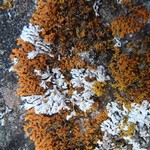 Xanthoria resendei