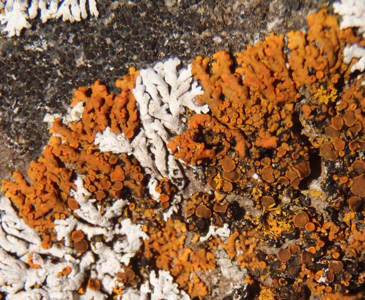 Xanthoria resendei