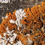 Xanthoria resendei