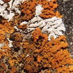 Xanthoria resendei