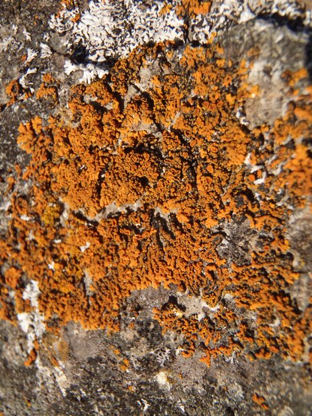 Xanthoria resendei