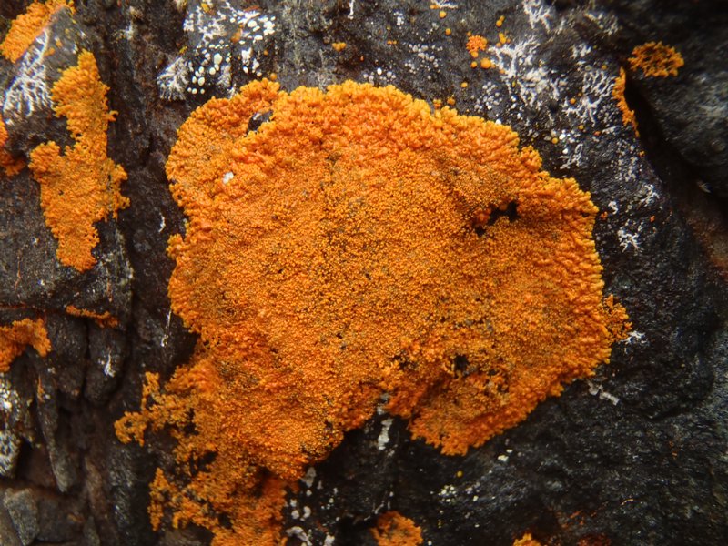 Xanthoria sorediata