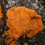 Xanthoria sorediata
