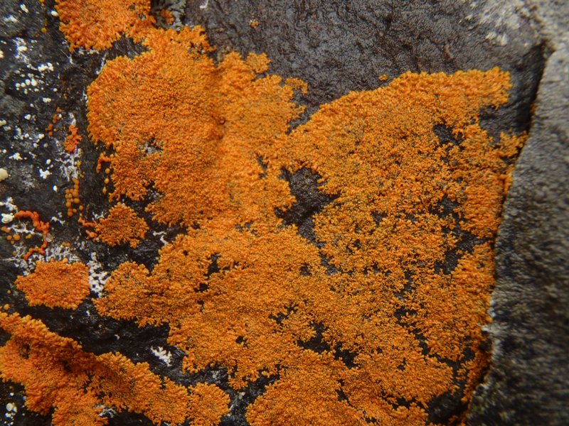 Xanthoria sorediata