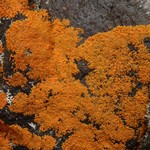 Xanthoria sorediata
