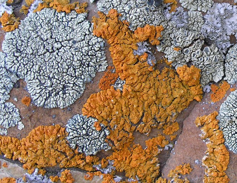 Xanthoria sorediata