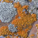 Xanthoria sorediata