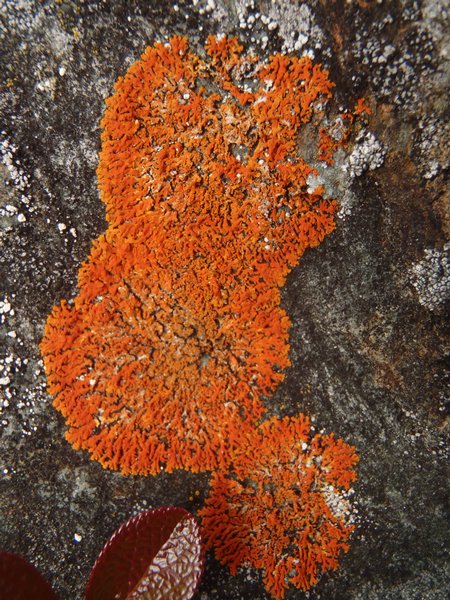 Xanthoria sorediata