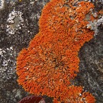 Xanthoria sorediata