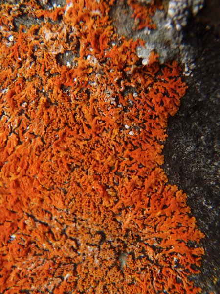 Xanthoria sorediata