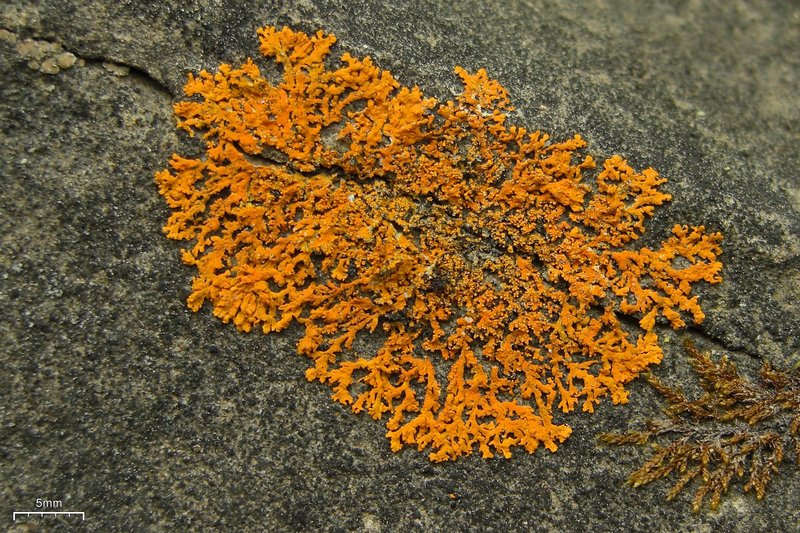 Xanthoria sorediata
