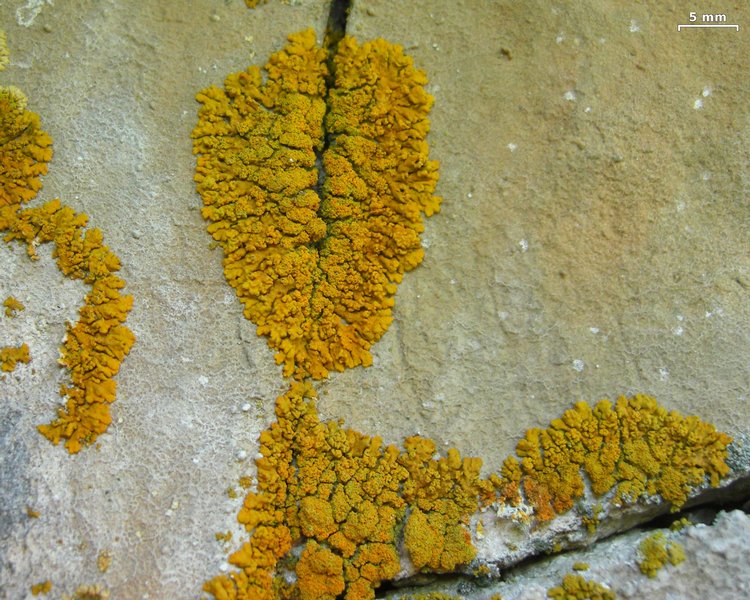 Xanthoria sorediata