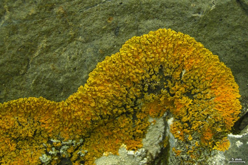 Xanthoria sorediata