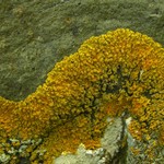 Xanthoria sorediata