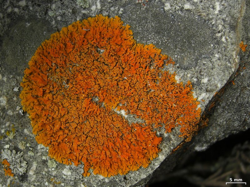 Xanthoria sorediata