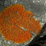 Xanthoria sorediata