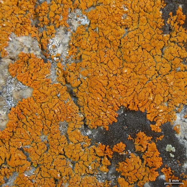 Xanthoria sorediata