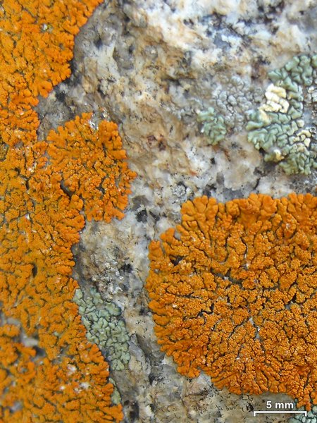 Xanthoria sorediata