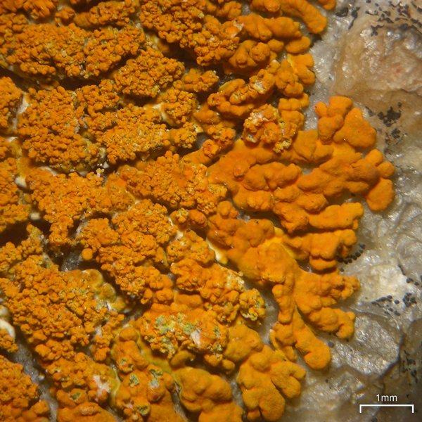 Xanthoria sorediata