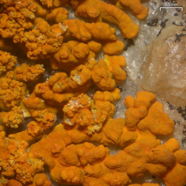 Xanthoria sorediata